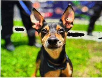 Broccoli -  Miniature Pinscher Dog for Adoption in Melbourne Beach, Florida - Broccoli | PetCurious