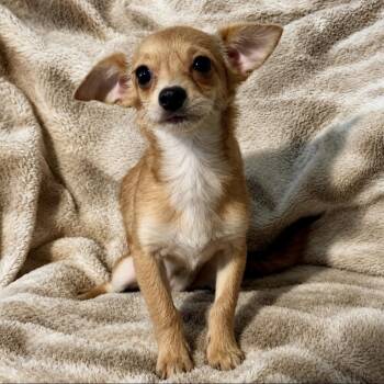 Bubba -  Chihuahua and Poodle Dog for Adoption in Pelham, New Hampshire - Bubba | PetCurious