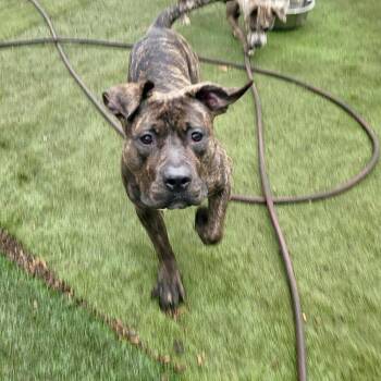 Pit Bull Terrier Dogs Available for Adoption in Groveland, Massachusetts - Paris | PetCurious