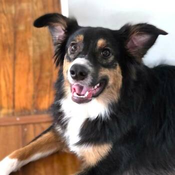 Australian Cattle Dog Blue Heeler and Border Collie Dogs Available for Adoption - MISS BLUE | PetCurious