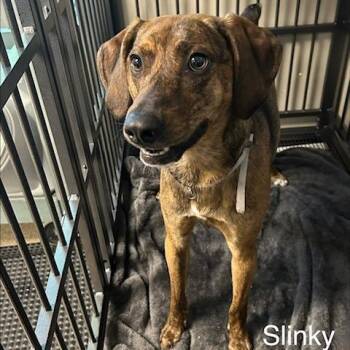 Plott Hound Dogs Available for Adoption in Knoxville, Tennessee - Slinky | PetCurious