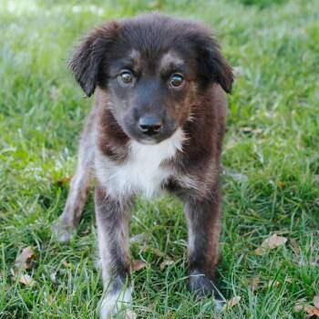 Petrie -  Collie Dog for Adoption in Northbrook, Illinois - Petrie | PetCurious