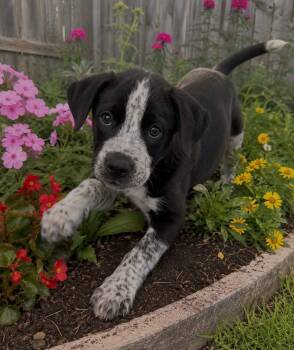 Math -  Australian Shepherd and Australian Cattle Dog Blue Heeler Dog for Adoption in Evergreen, Colorado - Math | PetCurious