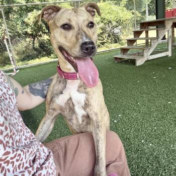 Diana -  Pit Bull Terrier Dog for Adoption in Eatontown, New Jersey - Diana | PetCurious