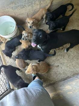 Glory -  Labrador Retriever Dog for Adoption in Irwin, Pennsylvania - Glory | PetCurious