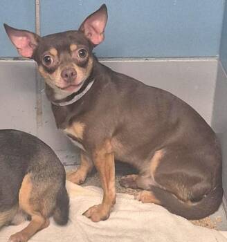 LITTLE MAN -  Chihuahua and Mixed Breed Dog for Adoption in Houston, Texas - LITTLE MAN | PetCurious