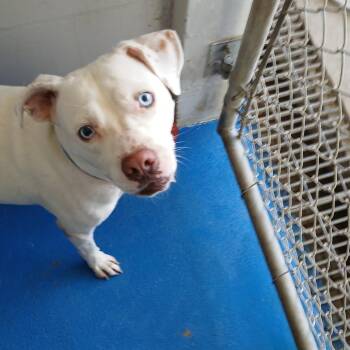 Solina -  Labrador Retriever and Boxer Dog for Adoption in Lakeland, Florida - Solina | PetCurious