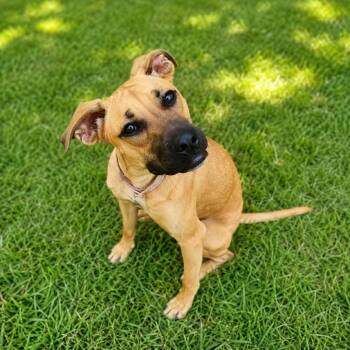 Tula -  Black Mouth Cur and Mixed Breed Dog for Adoption in Houston, Texas - Tula | PetCurious