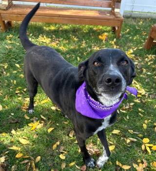 Rescue Pointer and Labrador Retriever Dogs for Adoption in Logan, Utah - Slater | PetCurious