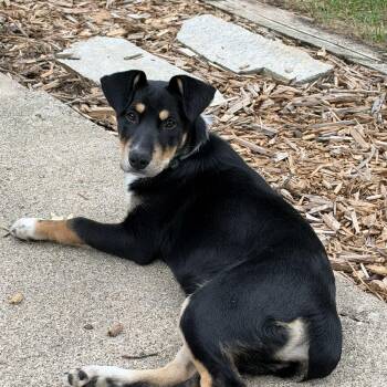 Keegan -  Retriever and Hound Dog for Adoption in Minneapolis, Minnesota - Keegan | PetCurious