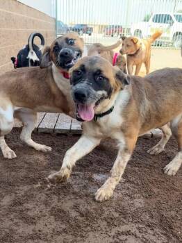 Mojo Jojo -  Mixed Breed Dog for Adoption in Hobbs, New Mexico - Mojo Jojo | PetCurious