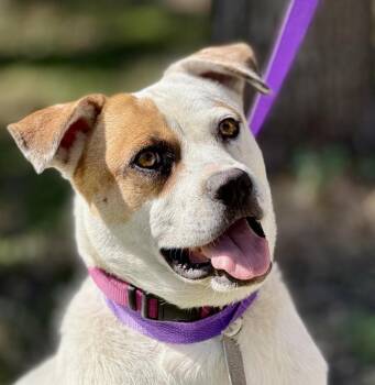 Rescue Boxer and Mixed Breed Dogs for Adoption in Hondo, Texas - Jewel And Her Whittle Teef - Excellent Temperament! Loves Everyo | PetCurious