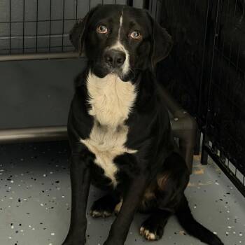TUSC-Stray-84761 -  Labrador Retriever and Pit Bull Terrier Dog for Adoption in Tuscaloosa, Alabama - TUSC-Stray-84761 | PetCurious
