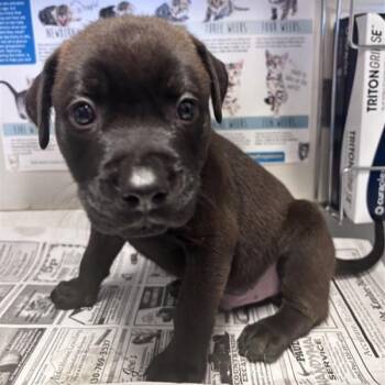 LASSEN -  American Staffordshire Terrier Dog for Adoption in San Antonio, Texas - LASSEN | PetCurious