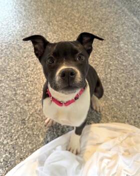 Labrador Retriever and Mixed Breed Dogs Available for Adoption in Boston, Massachusetts - CHRISTINE | PetCurious