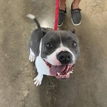 Rescue Pit Bull Terrier Dogs for Adoption in Rock Falls, Illinois - Frankie | PetCurious