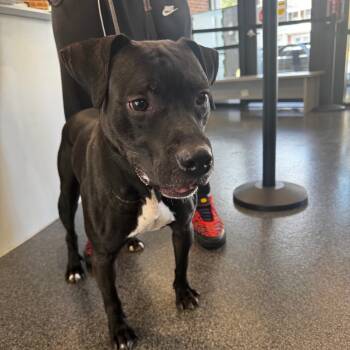 Rescue Mixed Breed Dogs for Adoption in Allentown, Pennsylvania - Marvin | PetCurious