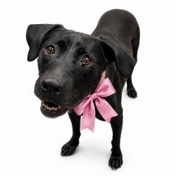 Bonnie -  Mixed Breed Dog for Adoption in Columbiana, Alabama - Bonnie | PetCurious