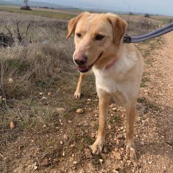 Mae -  Mixed Breed Dog for Adoption - Mae | PetCurious