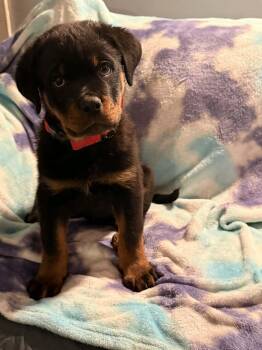 Rottweiler Dogs Available for Adoption - Sauer | PetCurious