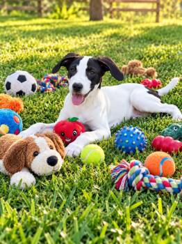 Creed -  Retriever and Beagle Dog for Adoption in Pawleys Island, South Carolina - Creed | PetCurious