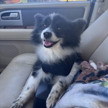 2171 Lucy -  Pomeranian Dog for Adoption in Springfield, Missouri - 2171 Lucy | PetCurious
