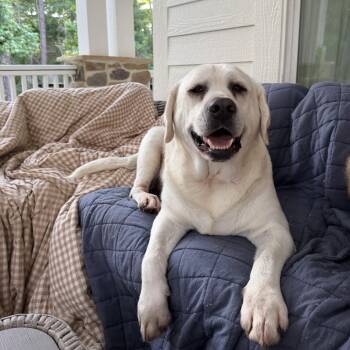 Simba -  Labrador Retriever Dog for Adoption in Magnolia, Texas - Simba | PetCurious