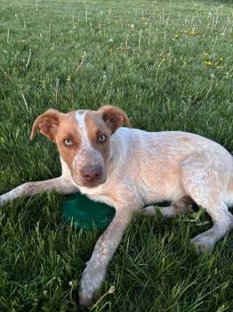 Australian Cattle Dog Blue Heeler and Labrador Retriever Dogs Available for Adoption in Decorah, Iowa - Bridges | PetCurious