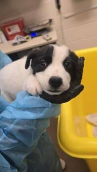 Crash -  Mixed Breed Dog for Adoption in Wichita, Kansas - Crash | PetCurious