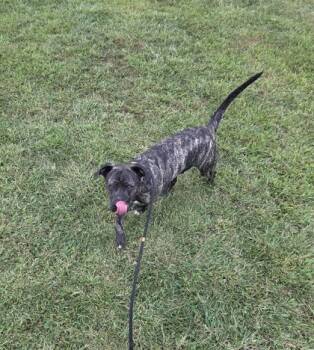 Rescue Mixed Breed Dogs for Adoption in Fallston, Maryland - Jay Jay | PetCurious