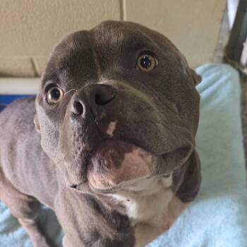 Jeff -  Terrier Dog Available for Adoption in Bronson, Florida - Jeff | PetCurious
