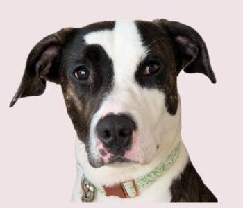 Cora -  Hound Dog for Adoption in Tampa, Florida - Cora | PetCurious