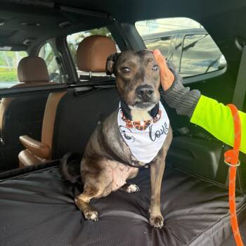 Rescue Mixed Breed Dogs for Adoption in West Palm Beach, Florida - Macy | PetCurious