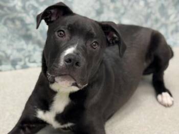 Boxer and Mixed Breed Dogs Available for Adoption in Portland, Oregon - Tyson | PetCurious