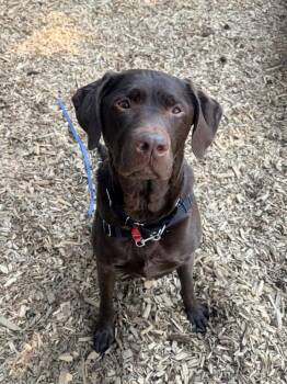 Traz -  Labrador Retriever Dog for Adoption in Vancouver, Washington - Traz | PetCurious