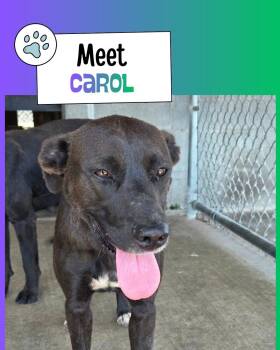 Carol -  Labrador Retriever Dog for Adoption in Sulphur, Kentucky - Carol | PetCurious
