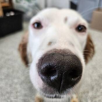 Honor -  English Setter and Mixed Breed Dog for Adoption in Kingman, Kansas - Honor | PetCurious