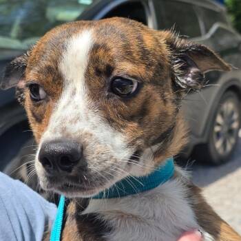 Mixed Breed Dogs Available for Adoption in Clanton, Alabama - Justice | PetCurious