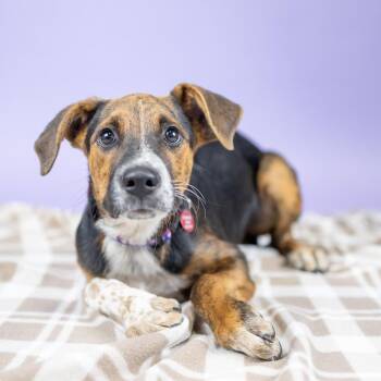 South -  Mixed Breed Dog for Adoption in Portland, Oregon - South | PetCurious