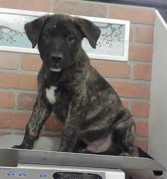 CHUNGUS -  Staffordshire Bull Terrier and Mixed Breed Dog for Adoption in Houston, Texas - CHUNGUS | PetCurious