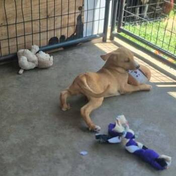 Misty -  Beagle and Mixed Breed Dog for Adoption in Dover, Arkansas - Misty | PetCurious
