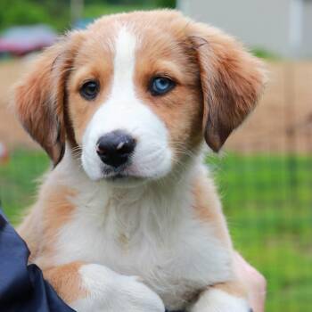Australian Shepherd and Mixed Breed Dogs Available for Adoption in Stormville, New York - CT Bubble Yum | PetCurious