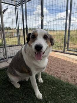 Smokey -  Australian Shepherd and Mixed Breed Dog for Adoption in Divide, Colorado - Smokey | PetCurious