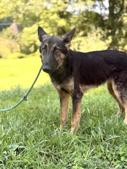 Elena- Transport -  German Shepherd Dog Dog for Adoption in Gradyville, Kentucky - Elena- Transport | PetCurious