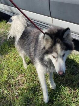 DECKLAND -  Alaskan Malamute Dog for Adoption in Fort Myers, Florida - DECKLAND | PetCurious