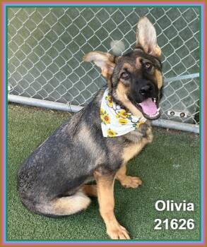 OLIVIA (see also SOPHIA) -  Shepherd and German Shepherd Dog Dog for Adoption in Marietta, Georgia - OLIVIA (see Also SOPHIA) | PetCurious