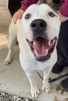 Buster -  American Staffordshire Terrier and Pit Bull Terrier Dog for Adoption in Frenchburg, Kentucky - Buster | PetCurious