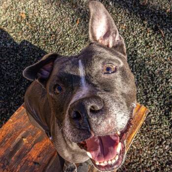 Rescue Mixed Breed Dogs for Adoption in Decatur, Georgia - Ox | PetCurious