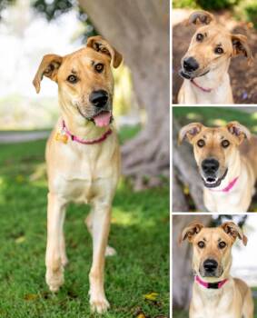 Rescue Great Dane Dogs for Adoption in Santa Monica, California - Tiana | PetCurious