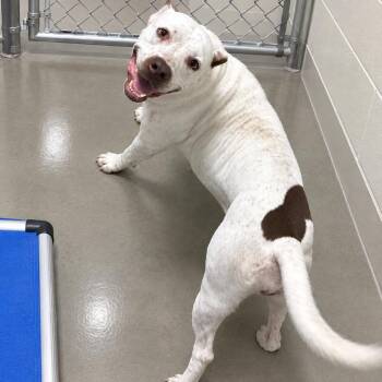 Meg -  Pit Bull Terrier Dog for Adoption in Pine Bluff, Arkansas - Meg | PetCurious